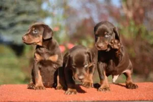 hodowla dobermanów