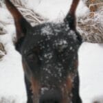 kopiowany doberman