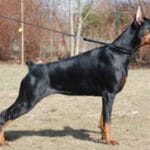 kopiowany doberman
