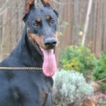 doberman kopiowany na sprzedaż