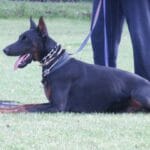 doberman kopiowany