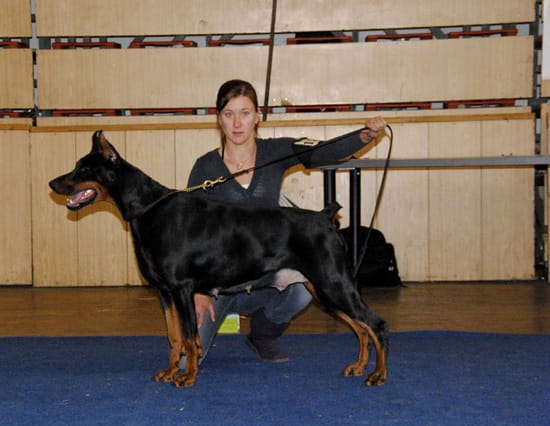 doberman kopiowany