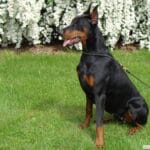 kopiowany doberman