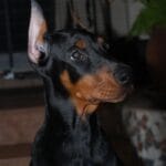 doberman kopiowany