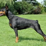 doberman kopiowany