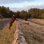 kopiowany doberman
