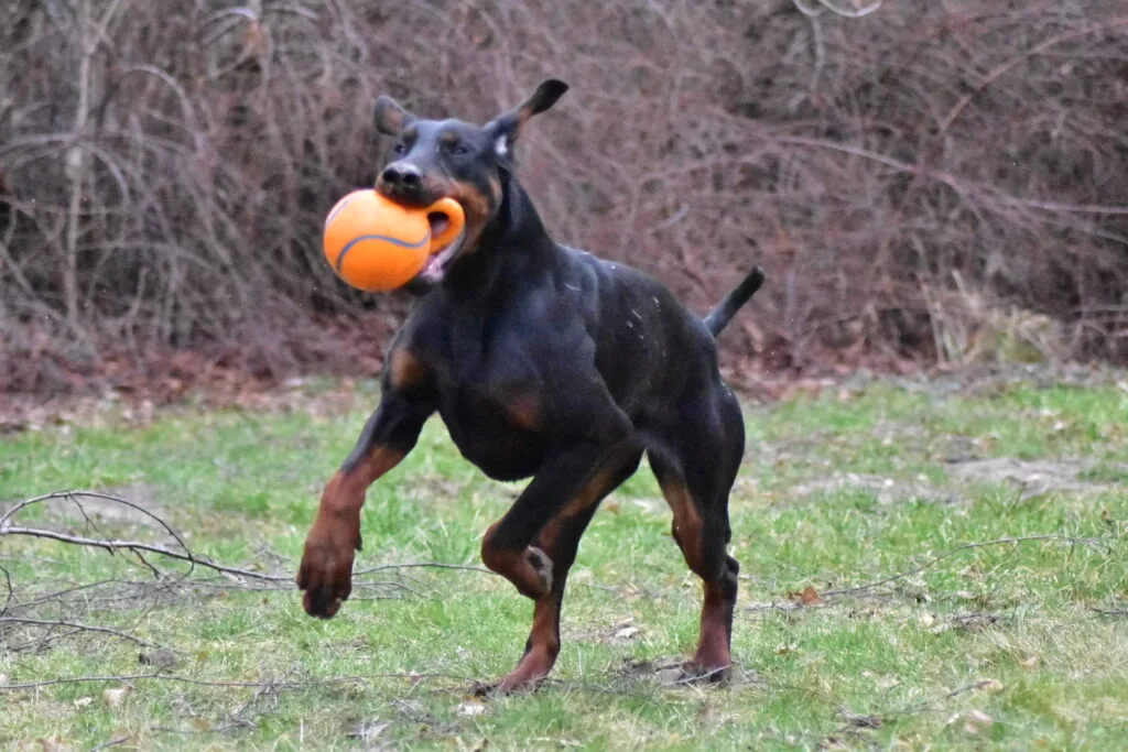 dobermann kennel