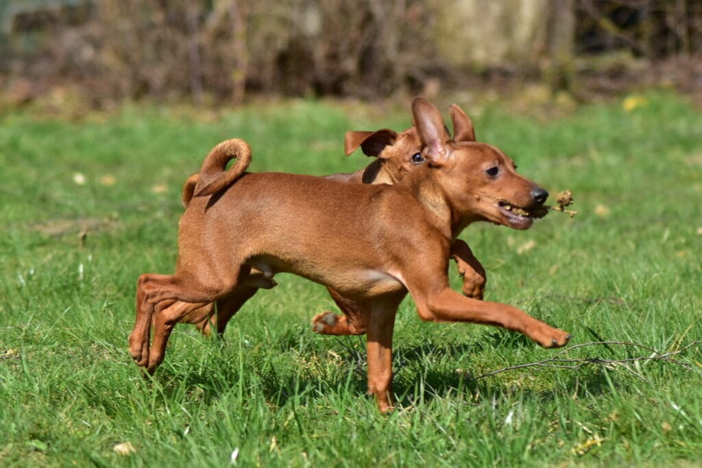 pinczer miniaturowy hodowla