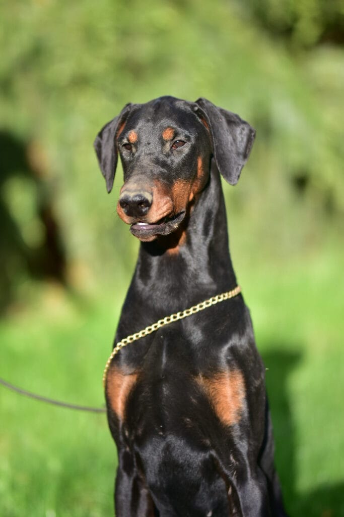 Jak dbać o zdrowie dobermana