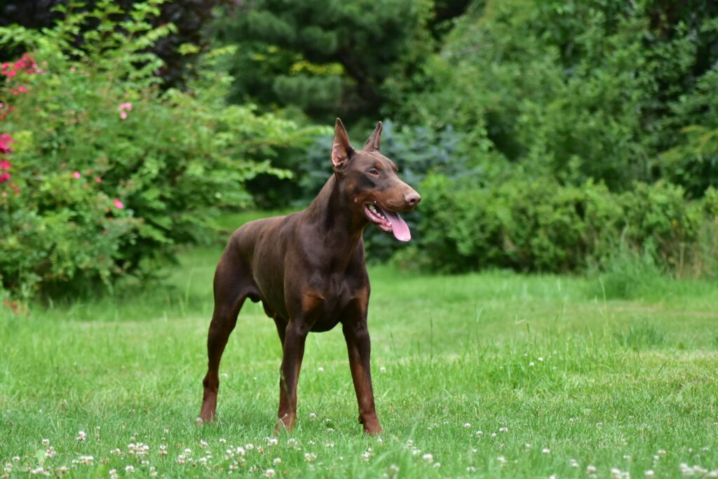 Wie man einen Dobermann-Züchter auswählt
