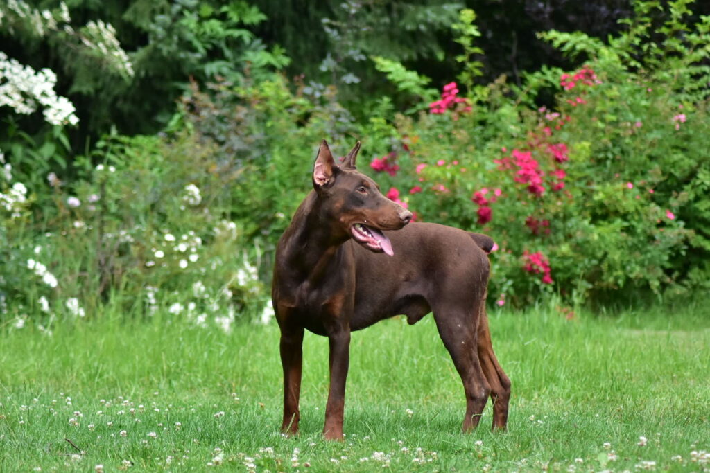 Wahl eines Dobermanns: Hündin oder Rüde