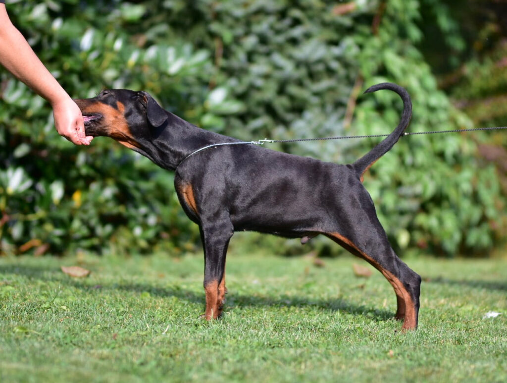 doberman to jeden z najbardziej inteligentnych psów