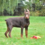 Wie man den richtigen Dobermann Züchter in Polen auswählt: Ein Leitfaden für zukünftige Besitzer