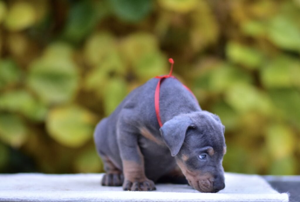 doberman cena