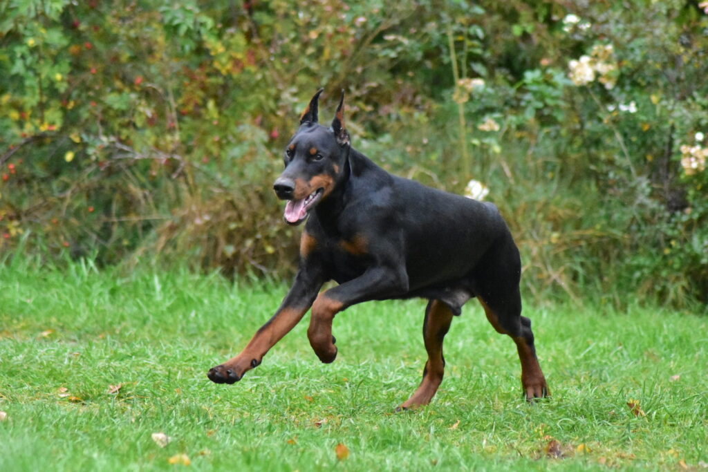 Dobermann Kopieren