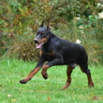 Dobermann Kopieren