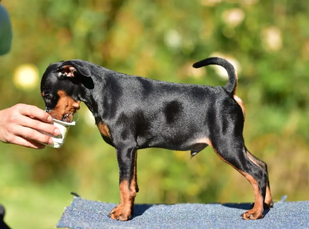 pinczer miniaturowy szczenięta