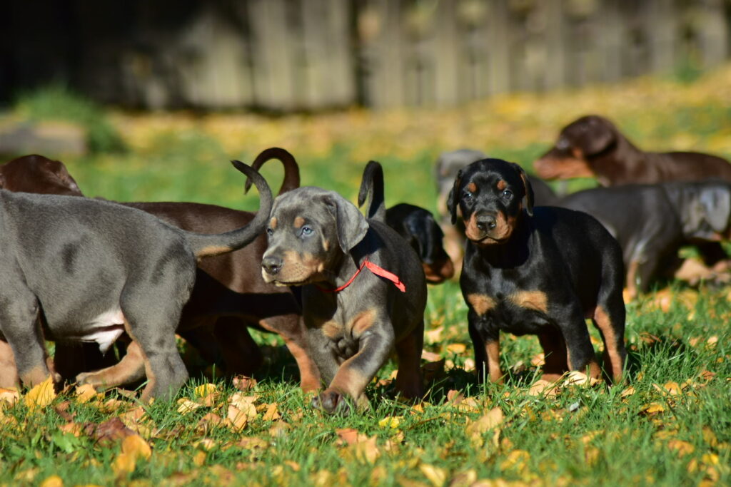Dobermann Züchter