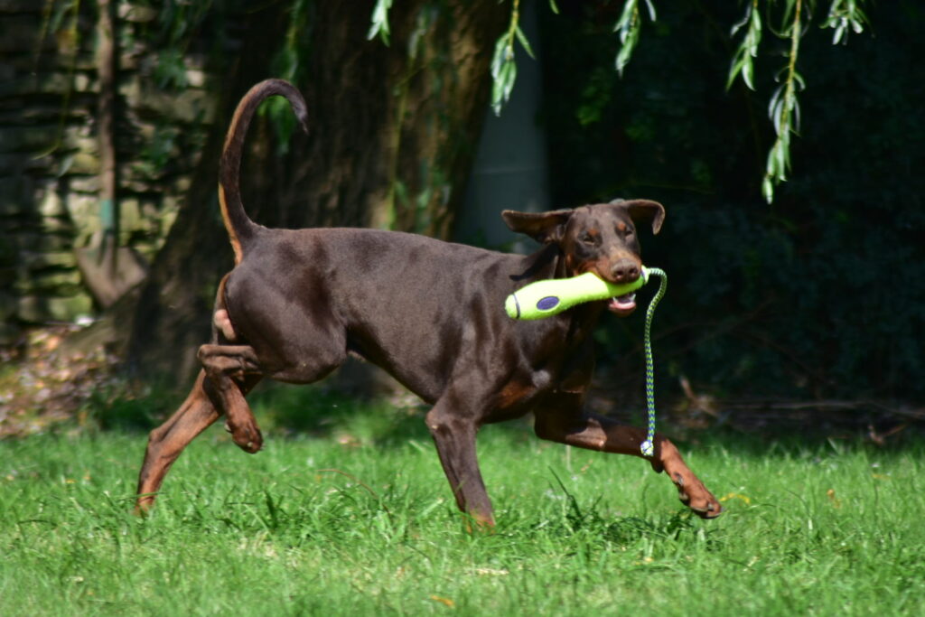szczeniaki dobermana