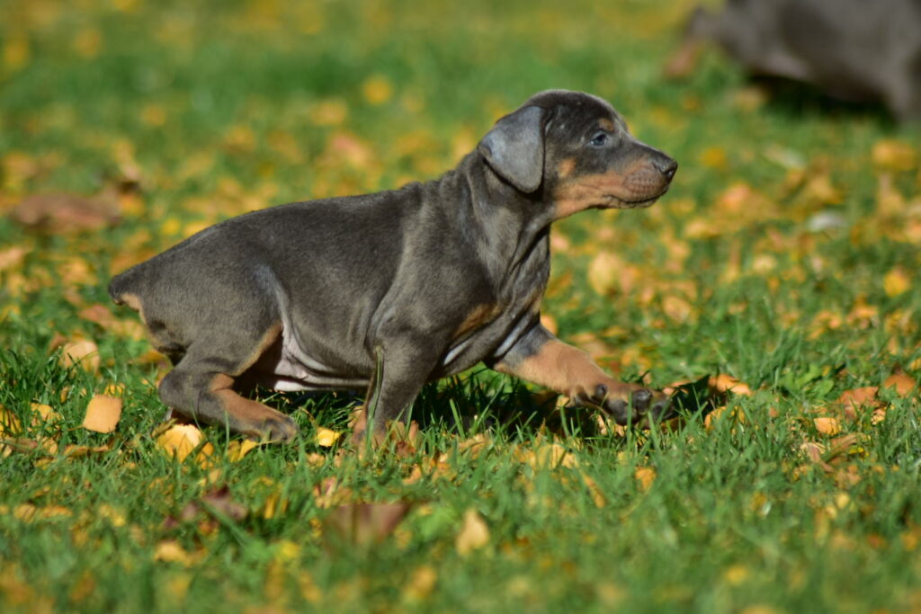 contact dobermann kennel