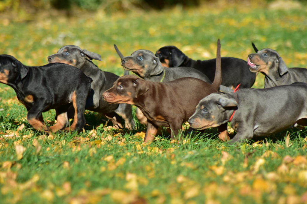 doberman szczeniaki