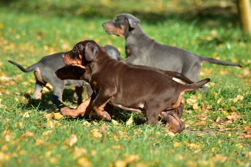 Dobermann welpen