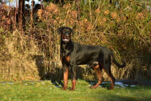 jak wybrać hodowlę dobermanów