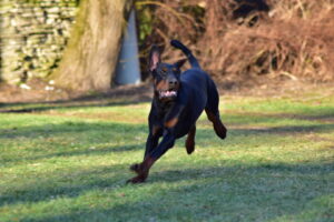 Dobermann dog breeder