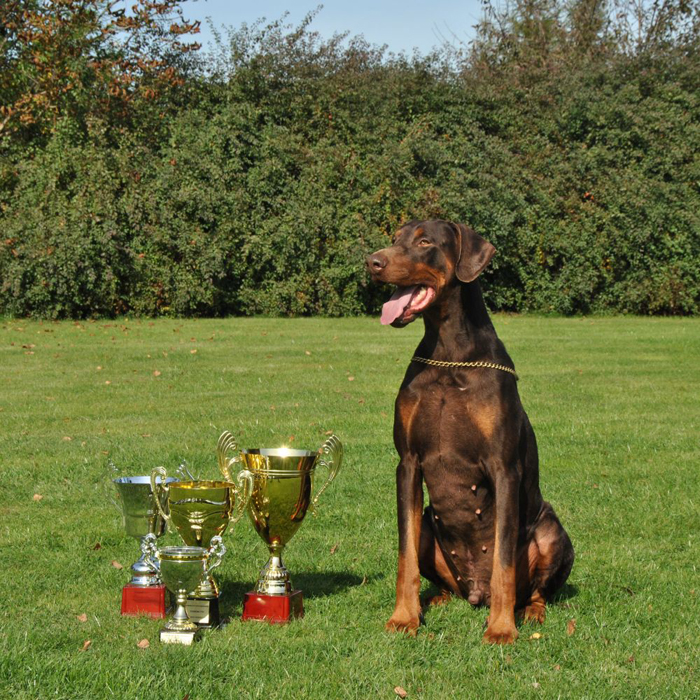 dobermann welpen