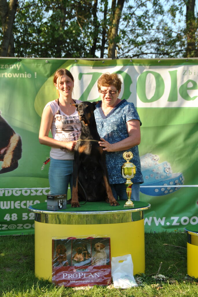 dobermann zuchte