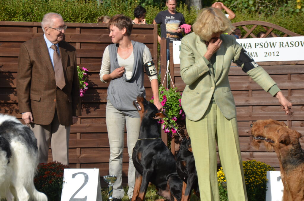 dobermann welpen