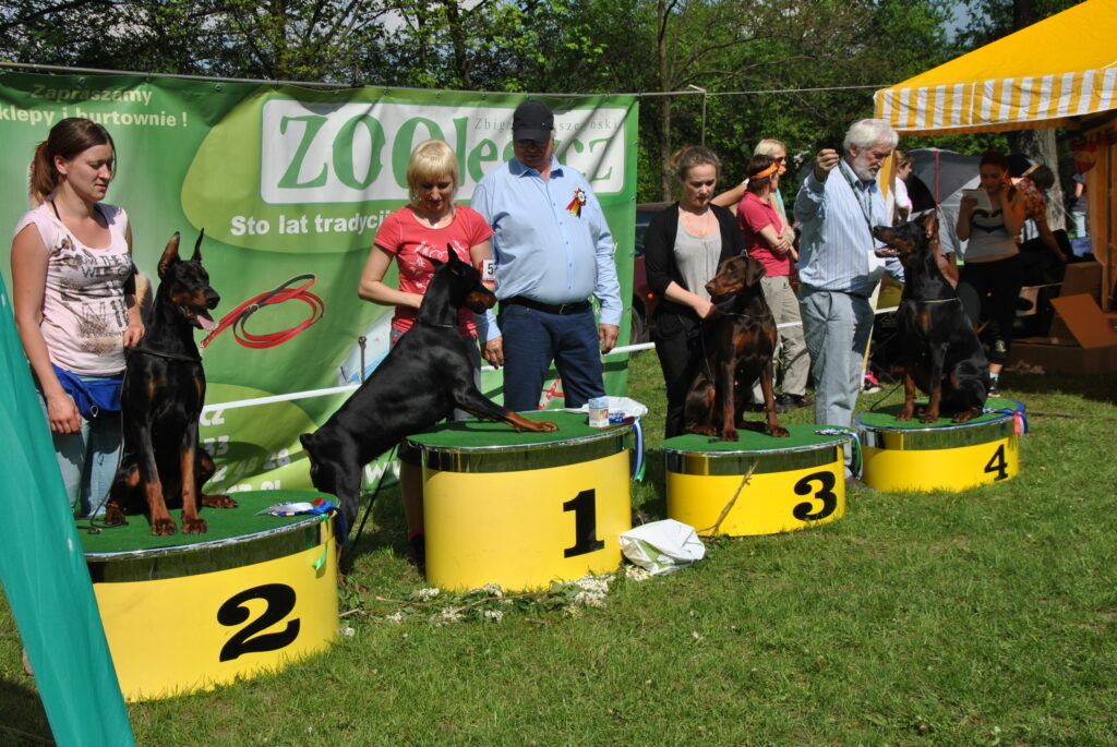 dobermann welpen