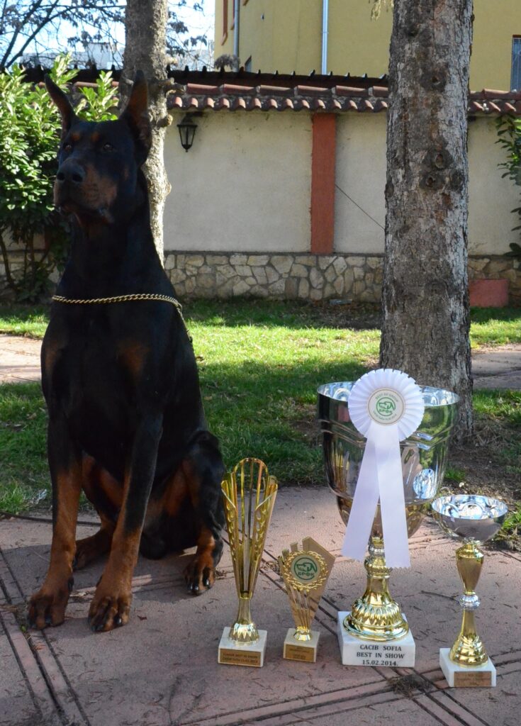 dobermann welpen