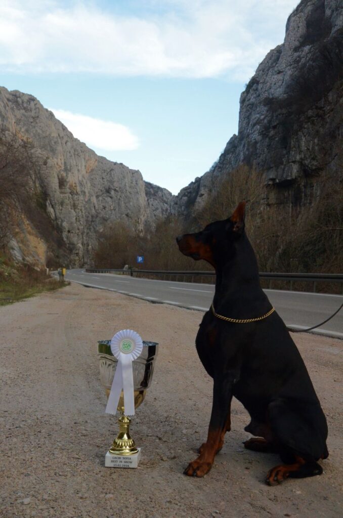 dobermann welpen