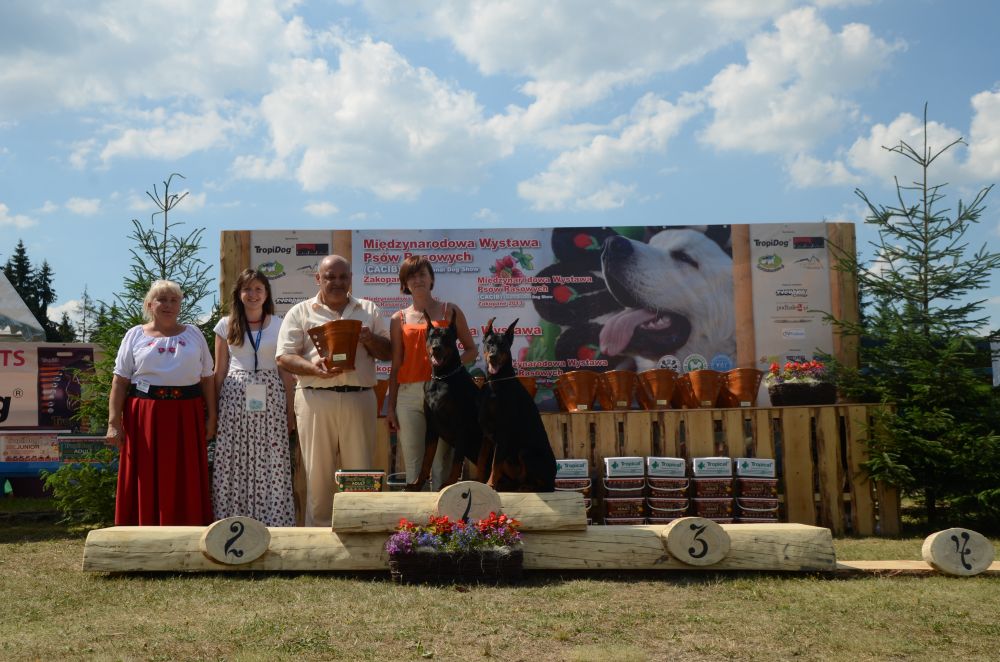 dobermann welpen