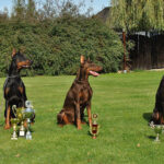 dobermann kosten
