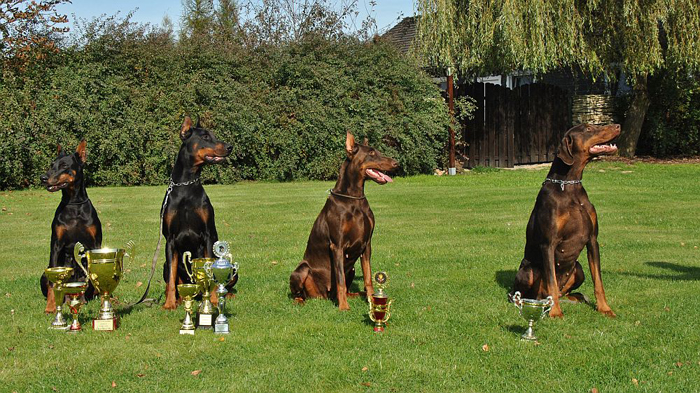 dobermann kosten