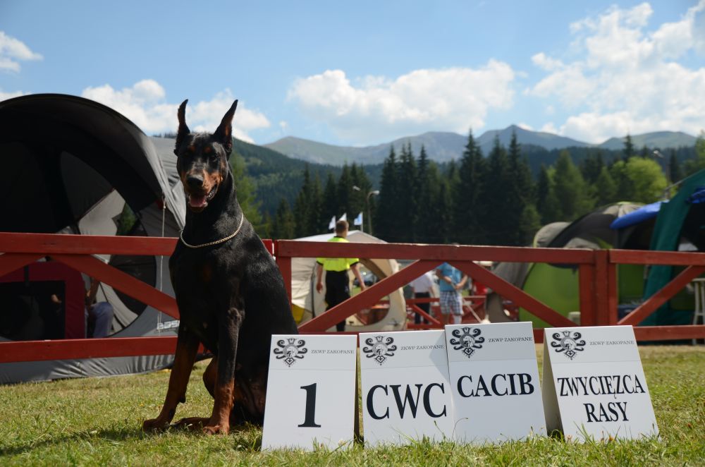 dobermann welpen