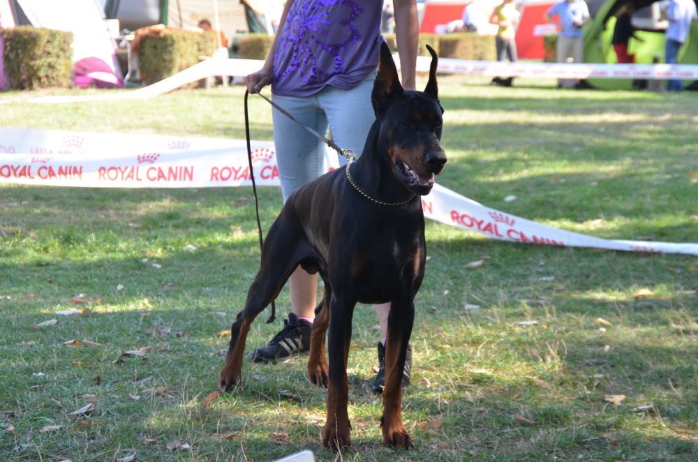 dobermann welpen