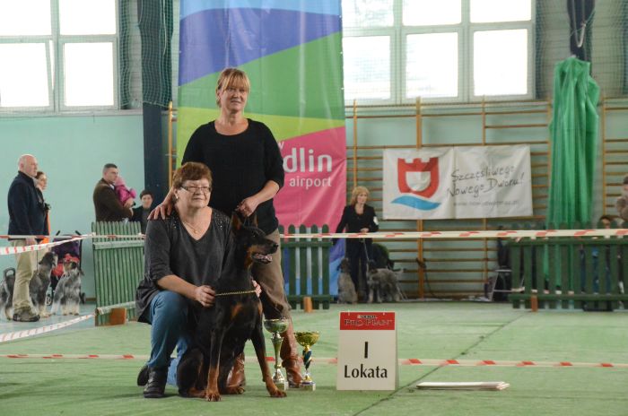 dobermann welpen