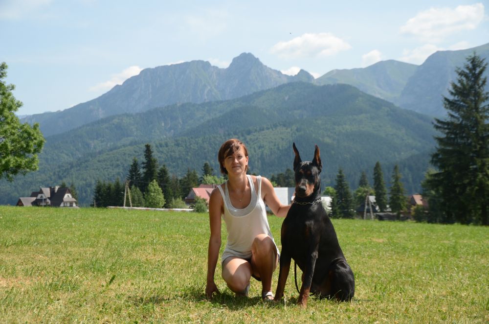 dobermann welpen
