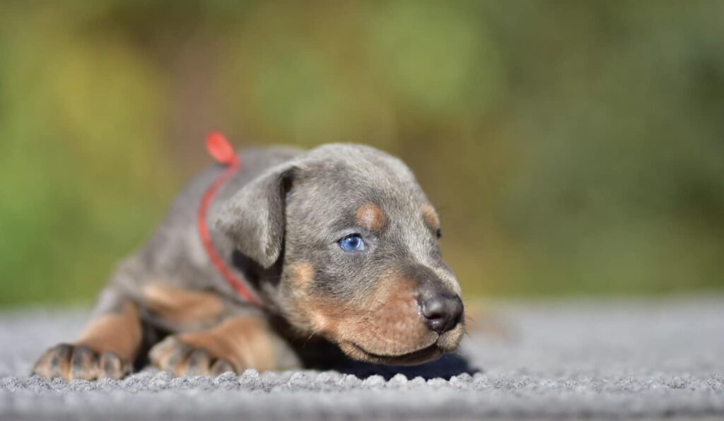 Żywienie dobermana