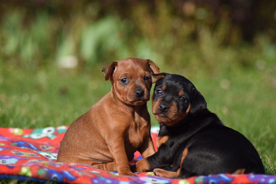 doberman z rodowodem