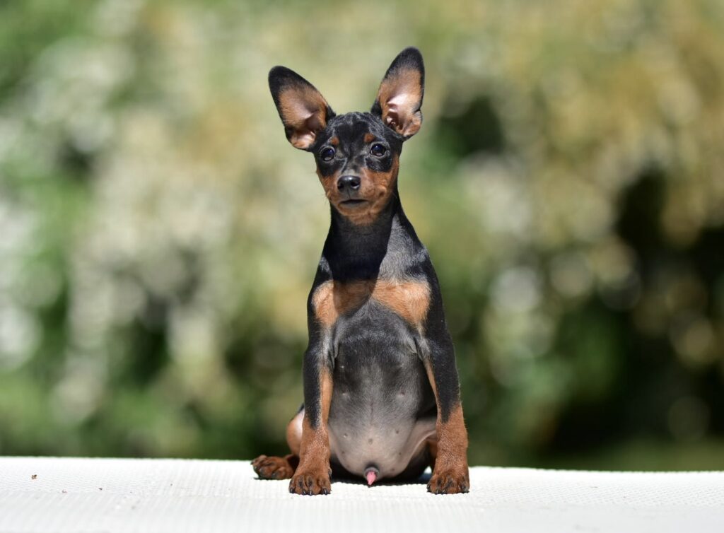 zwergpinscher welpen züchter
