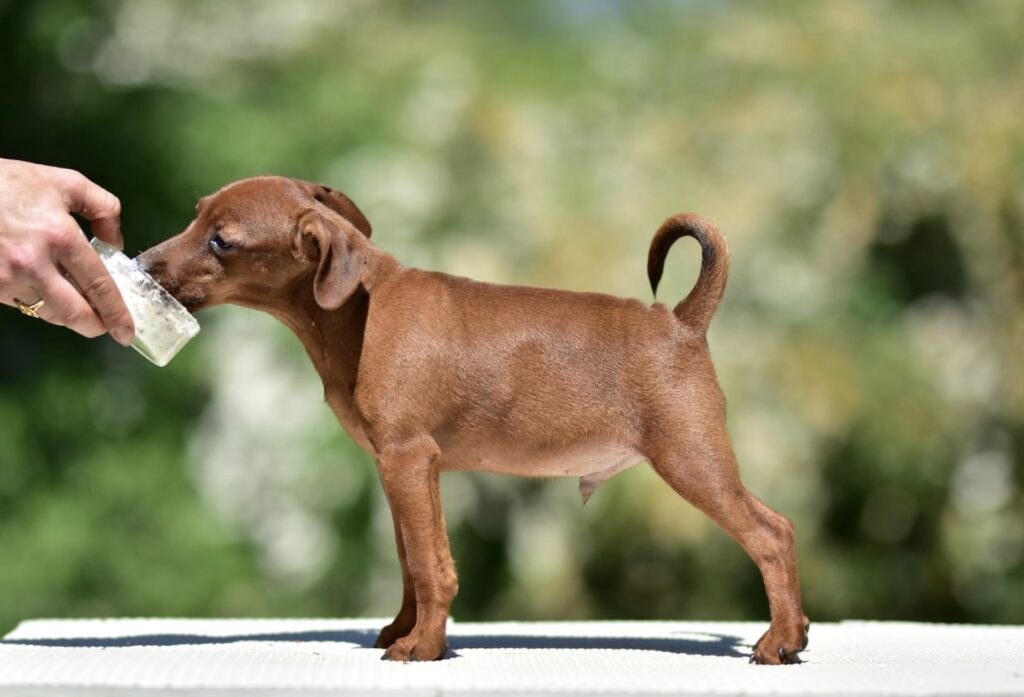 zwergpinscher kaufen