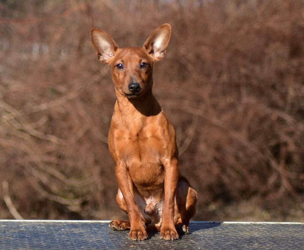 Zwergpinscher Welpen kaufen