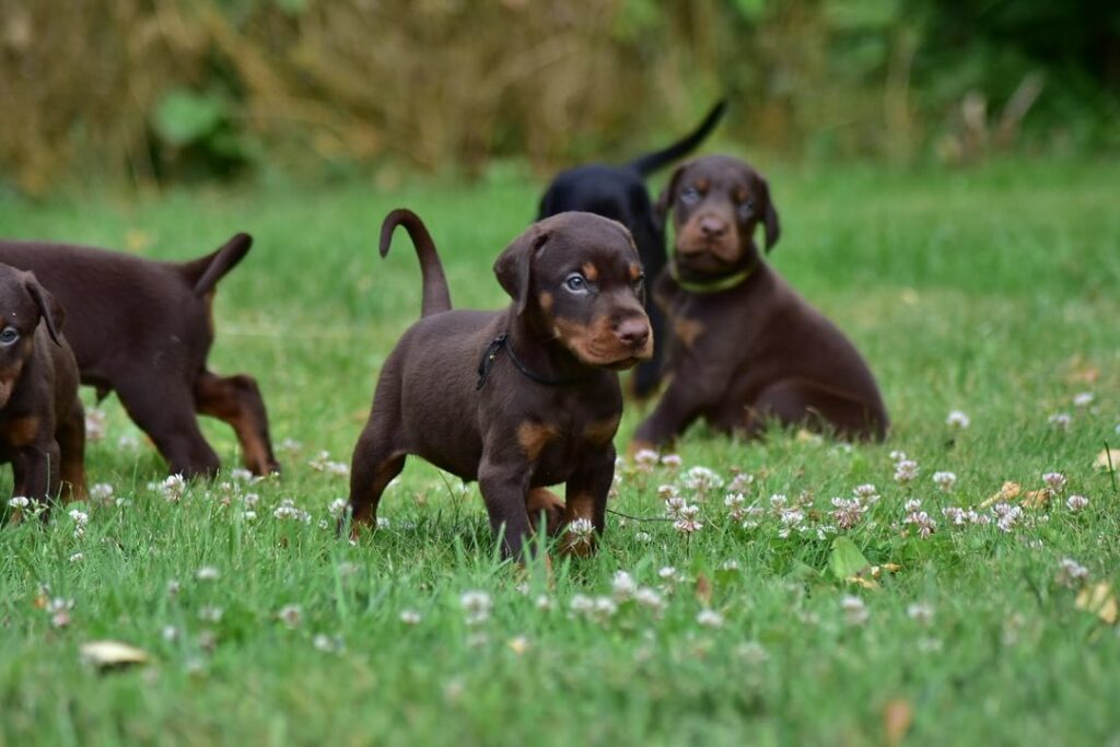 doberman szczenięta