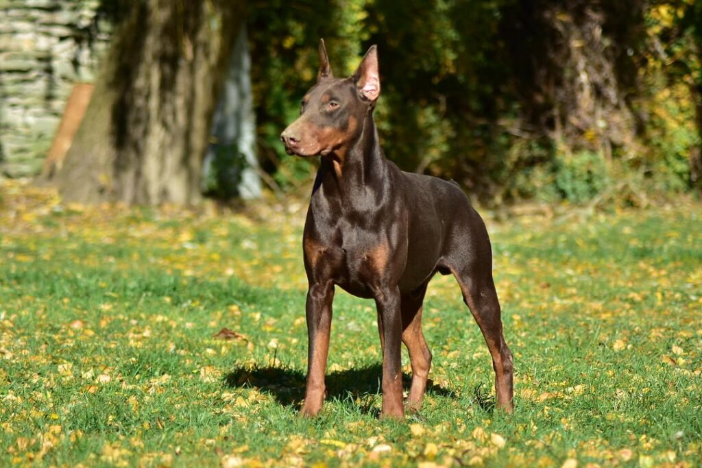 Dobermann kupiert