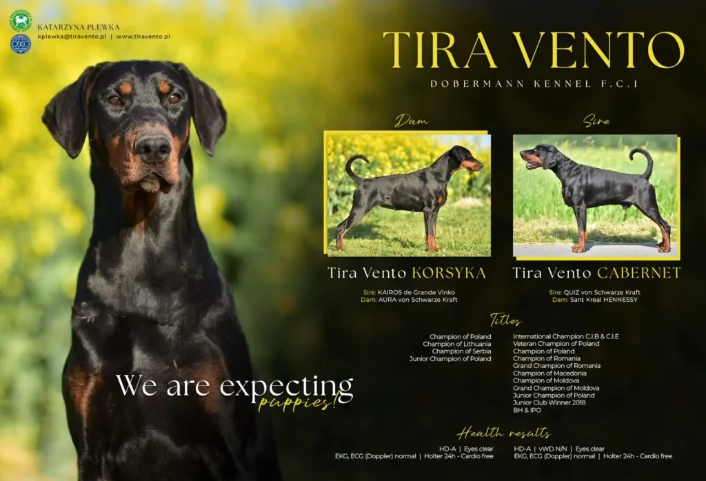 dobermann welpen