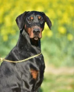 hodowla dobermanów tira vento w łodzi